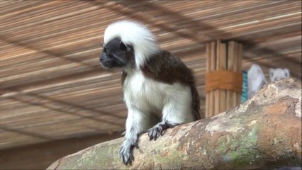 Zoo tropical de Singapour