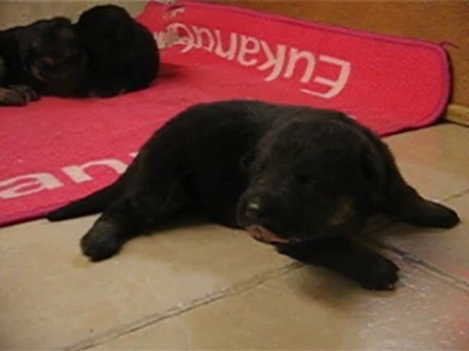 chiot faenza et far-west ils ont 15 jours
