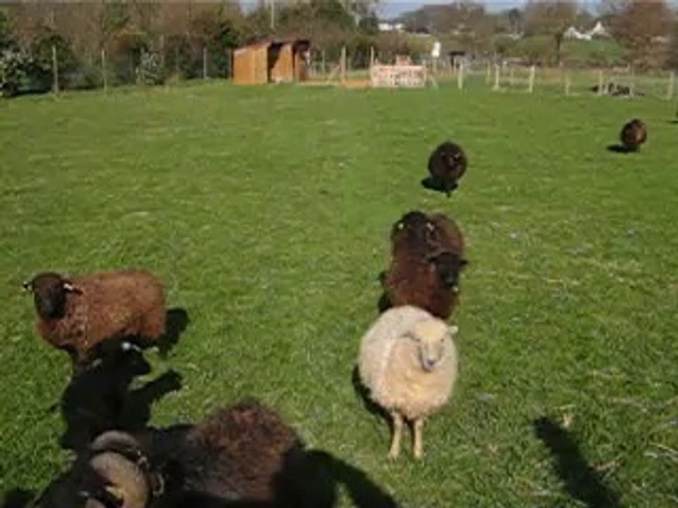 petite vidéo de nos ouessant