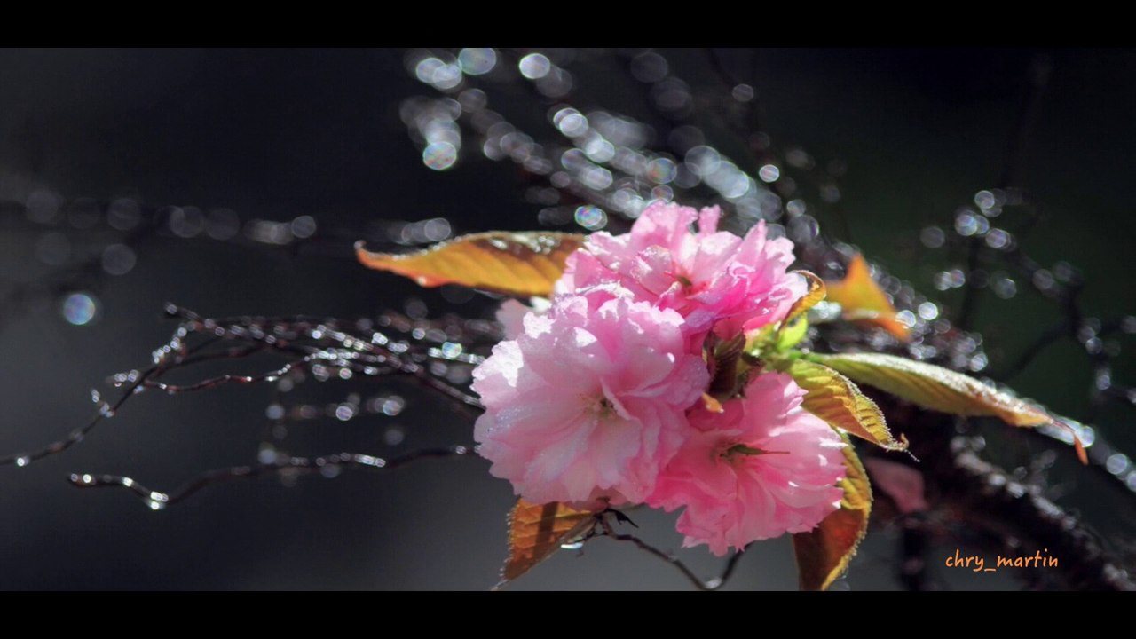 Daivame Nin Muham Kanuvanayi old super hit Malayalam Christian Devotional song by K J Yesudas