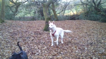 White German Shepherd Playing with Staffordshire Bull Terrier