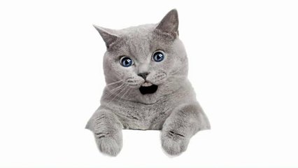 Bateau sur l'eau - La bataille