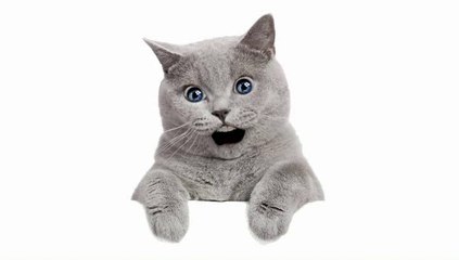 Buvons un coup ma serpette est perdue