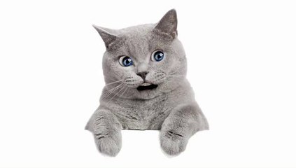 A la pêche aux moules