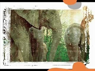 Danse africaine - Apprentissage 1