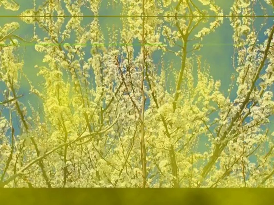 Pour la sérénité de votre compagnon