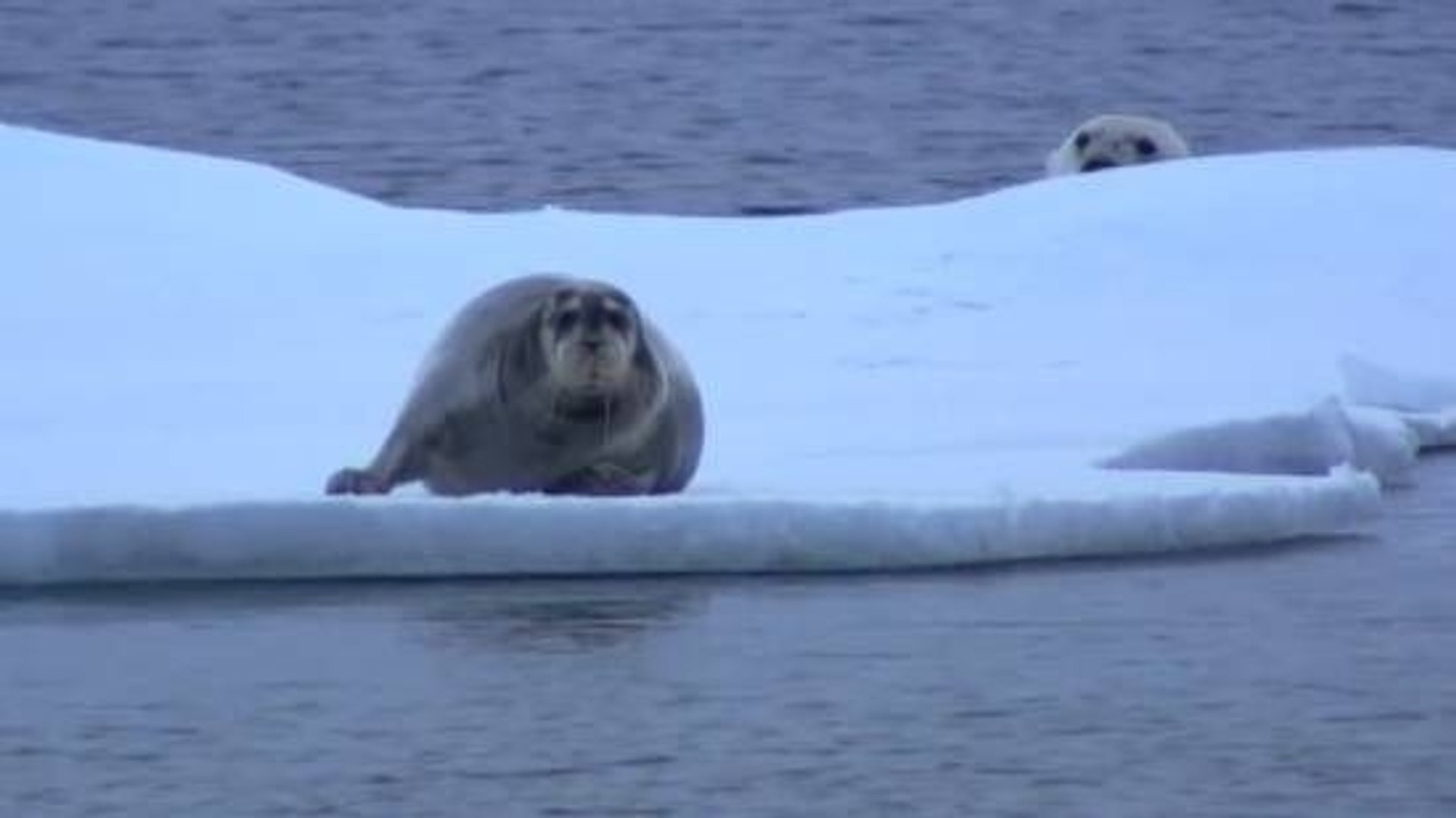 Ninja Polar Bear Seal Attack