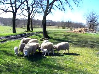 première sortie des moutons depuis cet hiver
