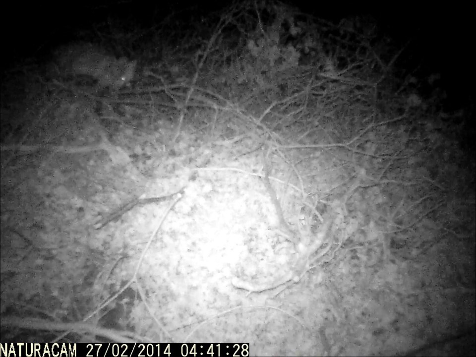 Les ptites bêbêtes de chez nous