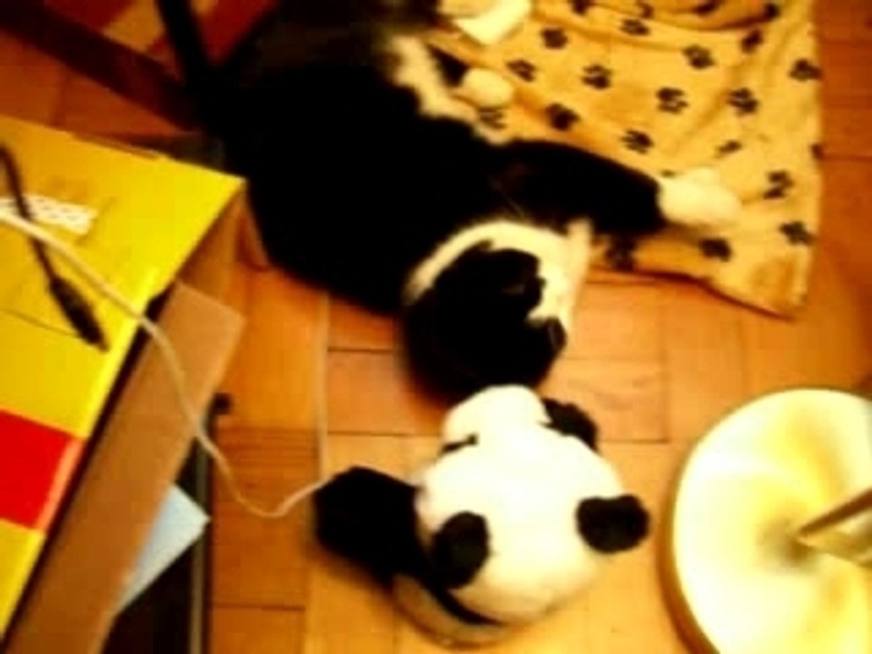 peluche contre chat