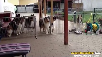 Yemek İçin İsimlerinin Söylenmesini Bekleyen Edepli Köpekler