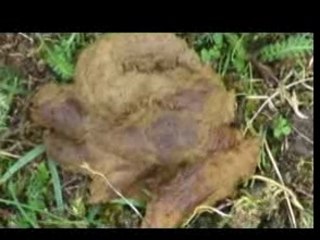 La vache qui chie code