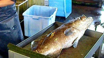 ２８キロの紀州産のクエ（本クエ）を〆て血抜き