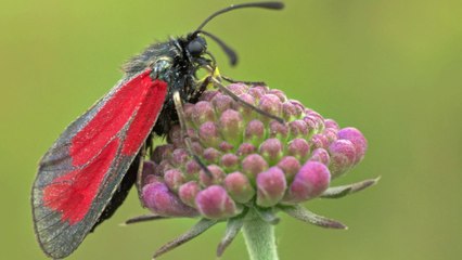 Foto Macro 2011 - Francesco Cassulo
