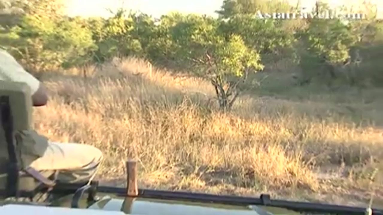 Cheetahs of Africa by Asiatravel.com