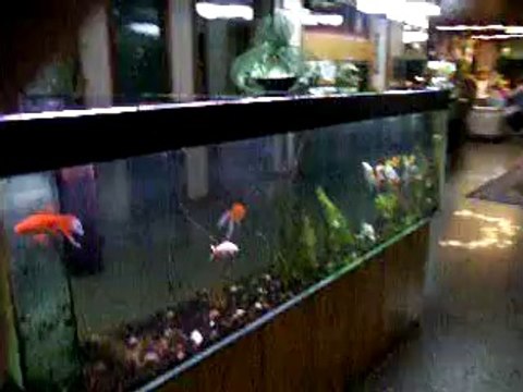 ВХОД В ГАМБРИНУС