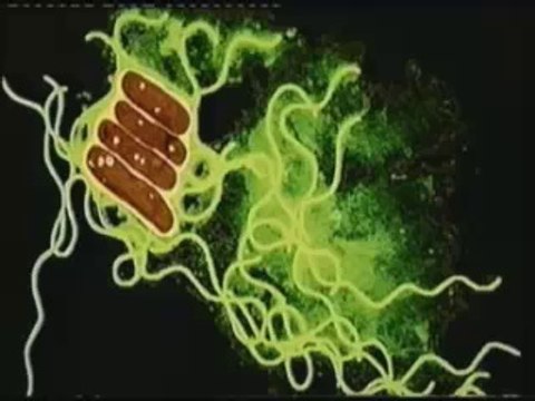 SAVUNMA SİSTEMİ İnsan VÜCUDU ( Bağışıklık sistemi )