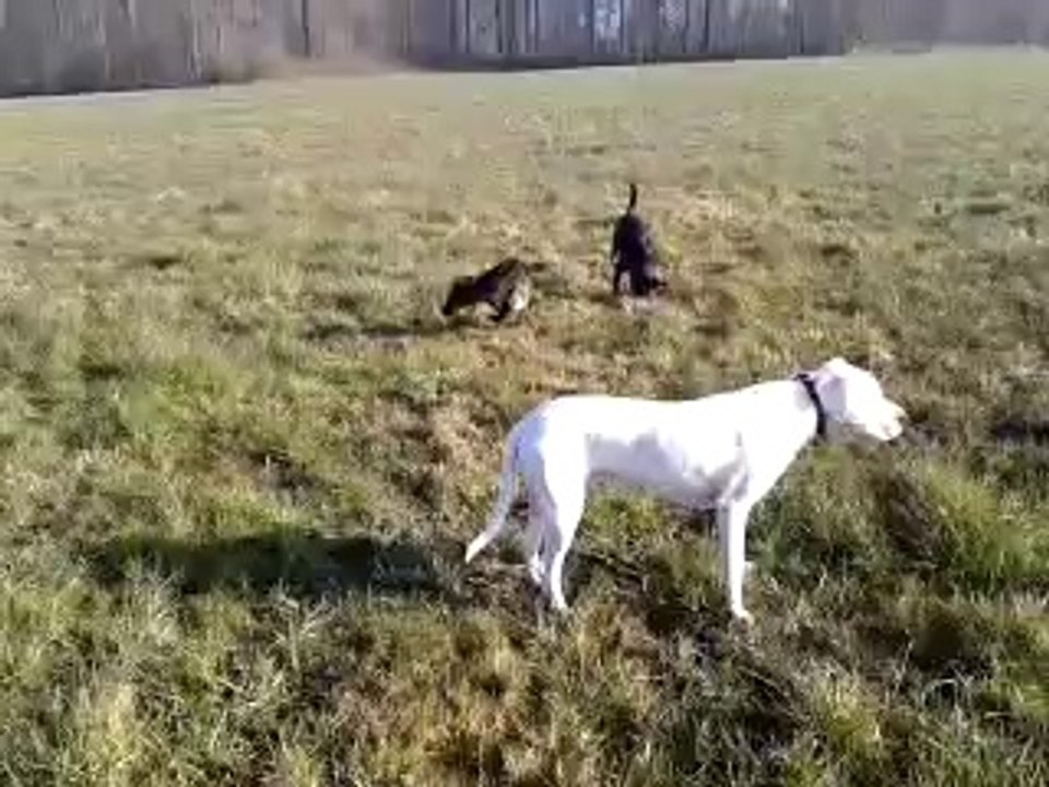 Thalie, Dipsie et Kaiser