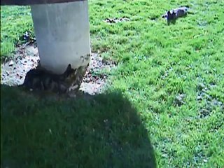 Babylone et Jaudy ce matin au jardin