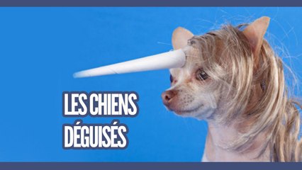 Top des chiens déguisés