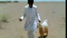 naseenek