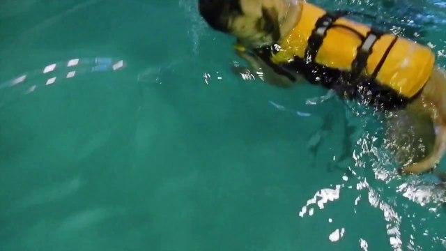 Bogart the Puppy Goes Swimming