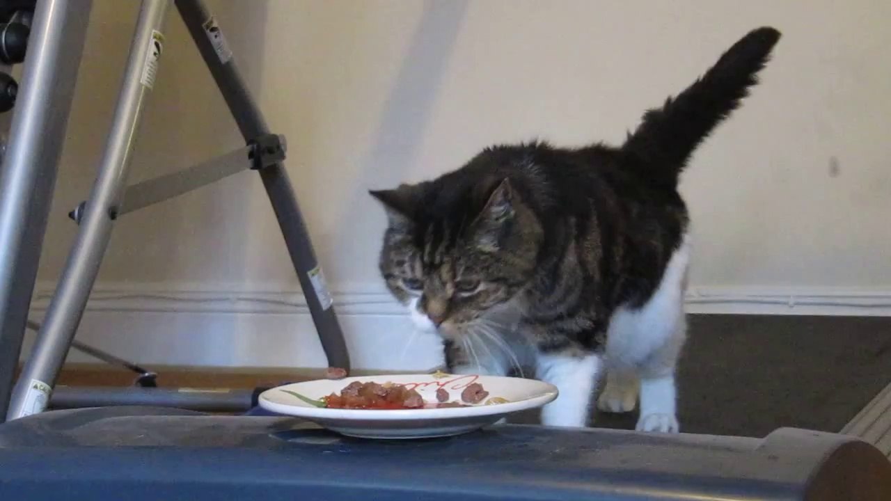 Comment faire maigrir son chat ?