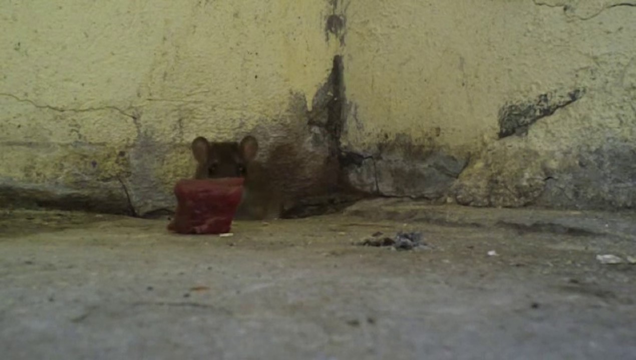 Immonde Rat puant...