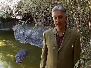 Зоопарк в Мехико празднует рождение бегемота