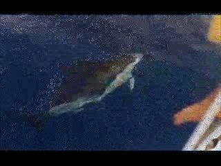 Baleines et dauphins