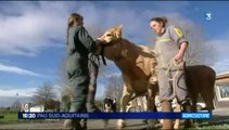 les lycéens bichonnent leurs vaches avant le salon de l'agriculture