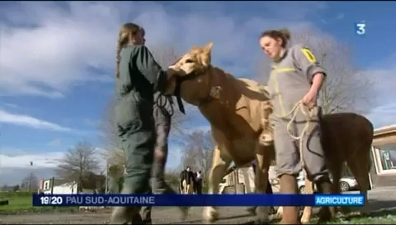 les lycéens bichonnent leurs vaches avant le salon de l'agriculture