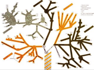 De la création à l'évolution : l'invention de la biologie (cycle Évolution animale et humaine 1/3)