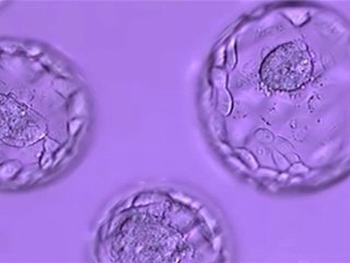 L'âge adulte : le maintien de l'intégrité de l'organisme (cycle À la recherche de nos origines 2/3)