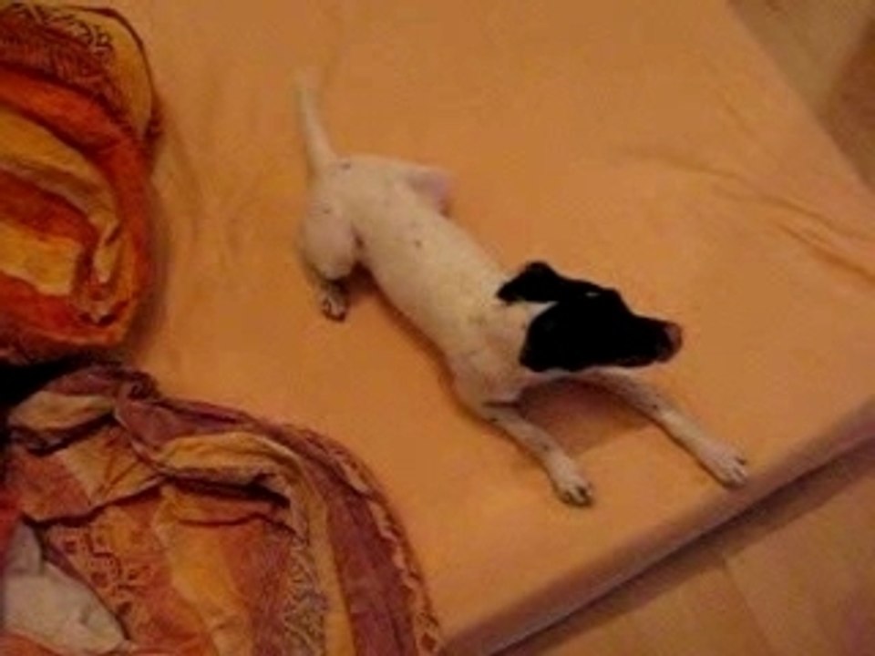 quand un chien a besoin de se dépenser