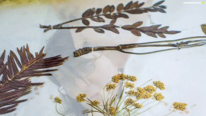 Herbier #6 - Le plus vieil herbier d’Europe