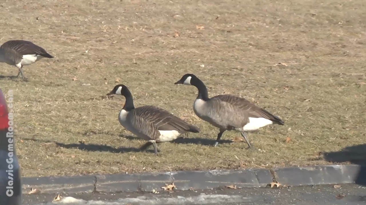Classic Game Room - vs. Space Geese, a day at CGR