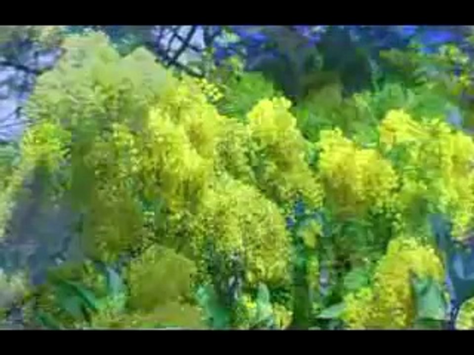 Mimose