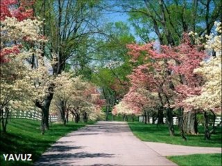 ZEKİ MÜREN-ÖZLEDİM SENİ