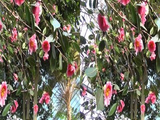 3D - Cologne - Japanese Flower Power