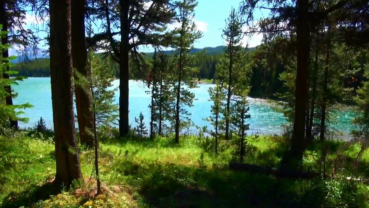 Along Maligne River in Jasper NP.
