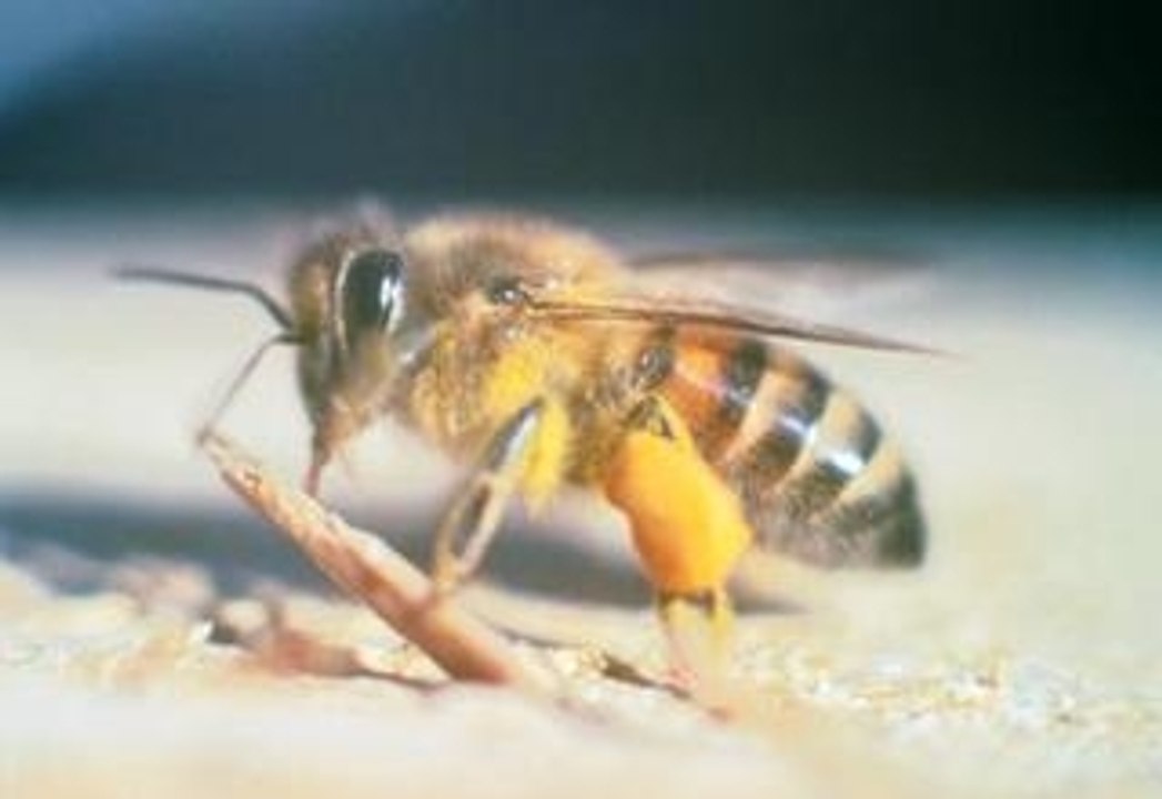 Thousands Of Killer Bees Attack An Elderly Woman In California