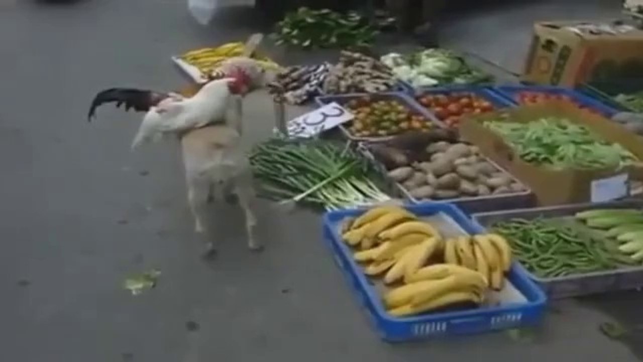 Dog Selling Chickens in China Must Watch Video
