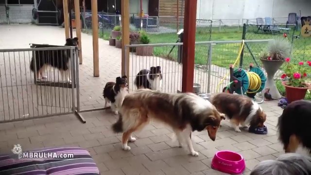 Rough Collies - EMBRULHA.com