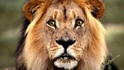 A cheval sur mon bidet