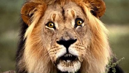 Ainsi font font font