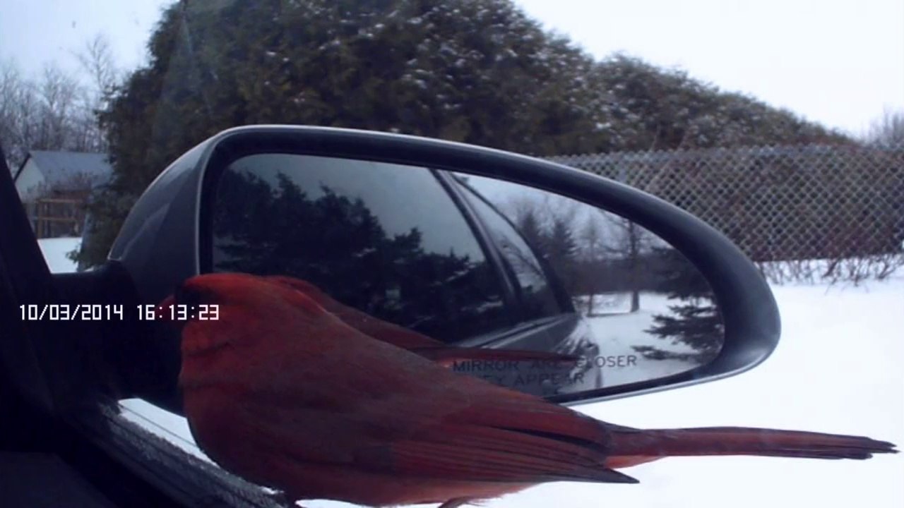 Un Cardinal mâle se regarde dans le rétroviseur de mon auto et pense voir un autre mâle, il grimpe sur le rétroviseur et cherche l'autre mâle...Superbe oiseau.