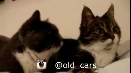 Cats talking about cars!