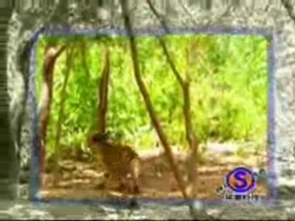 un singe qui aime faire chier les tigres