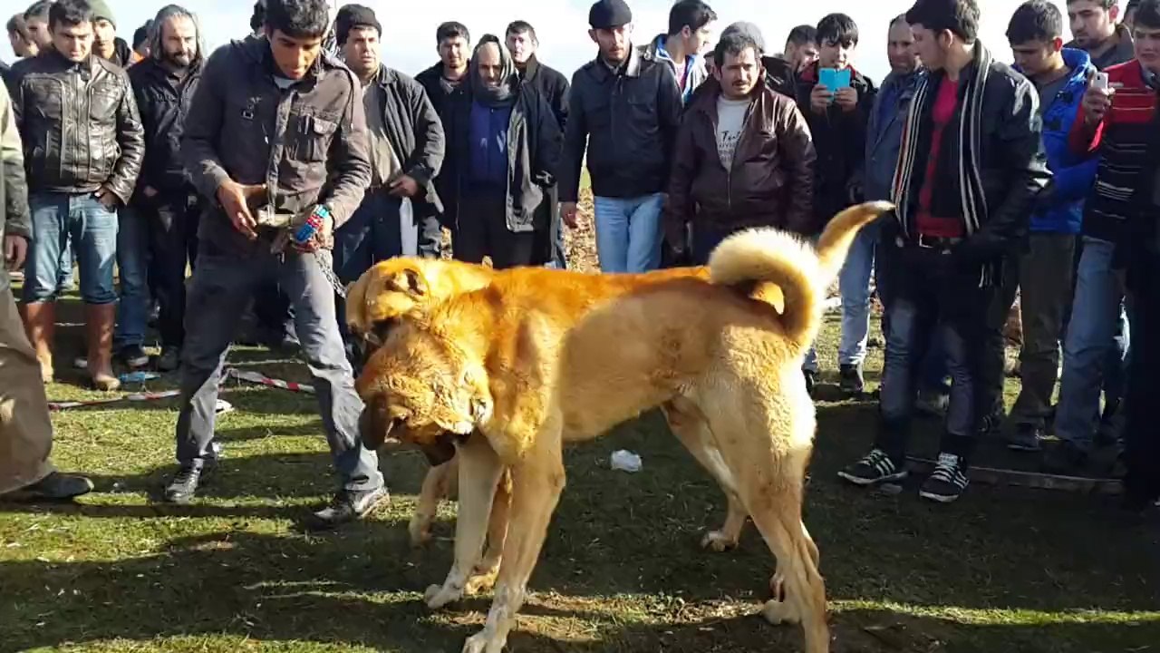 süllerli ways oglu kulaklı  ways ve  cinayet oğlu budaklarlı sarı